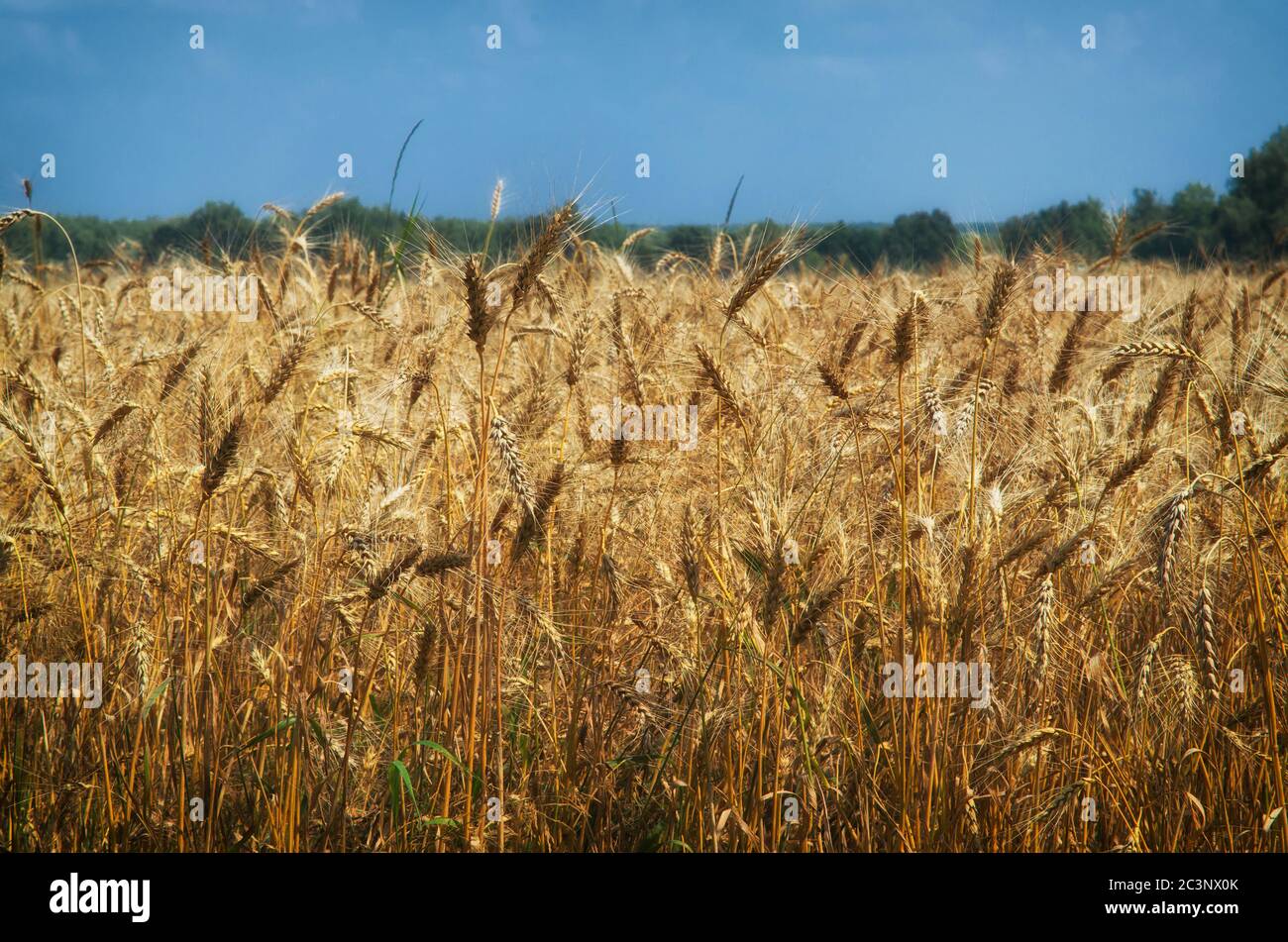 Agriculture landscape. Wheat harvest, and cloudy sky Stock Photo - Alamy