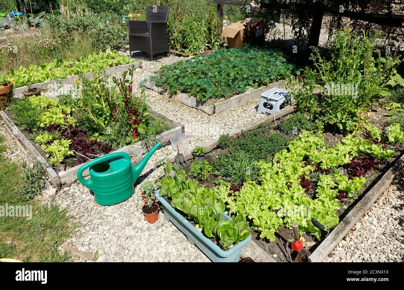 Productive raised vegetable beds with lettuce and strawberries UK Stock