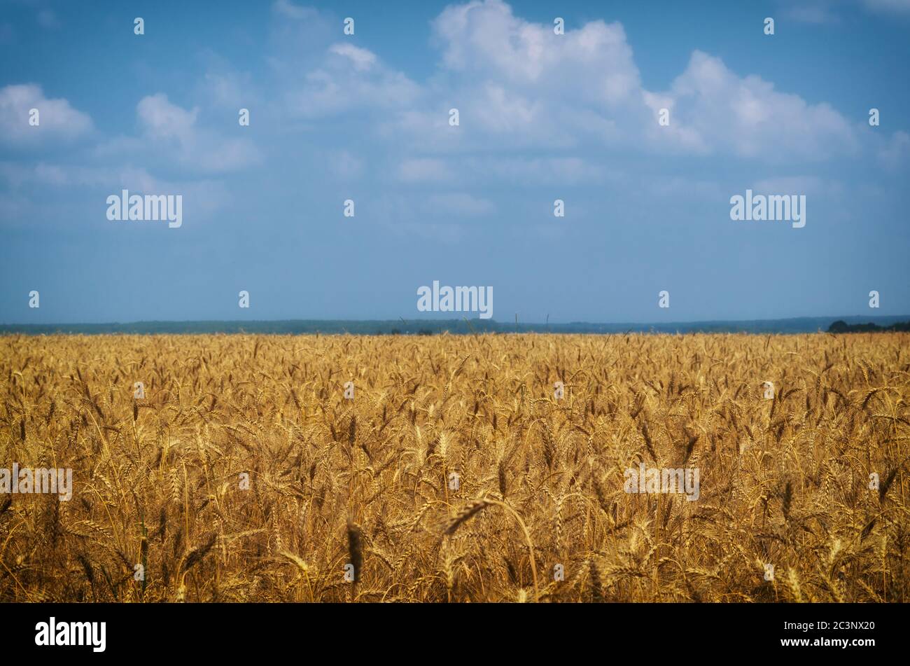 Agriculture landscape. Wheat harvest, and cloudy sky Stock Photo - Alamy