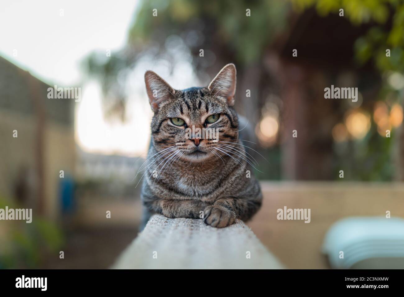 Close up. gray tabby cat with green eyes lying on a wall in the garden ...