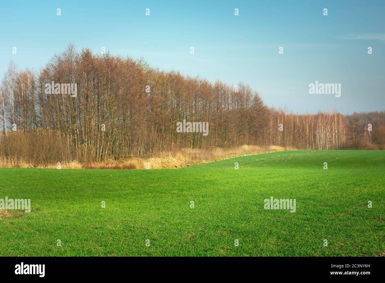 Clear blue sky green grass hi-res stock photography and images - Alamy