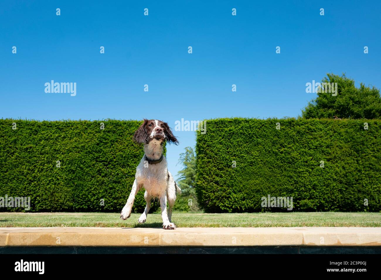 English Springer Spaniel Stock Photo