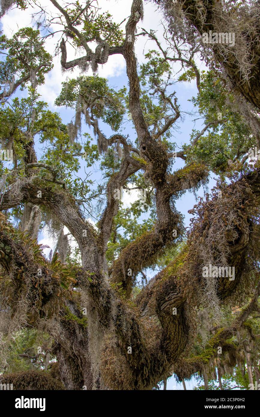 Legendary "Hanging Tree" in front of the Hernando County courthouse in