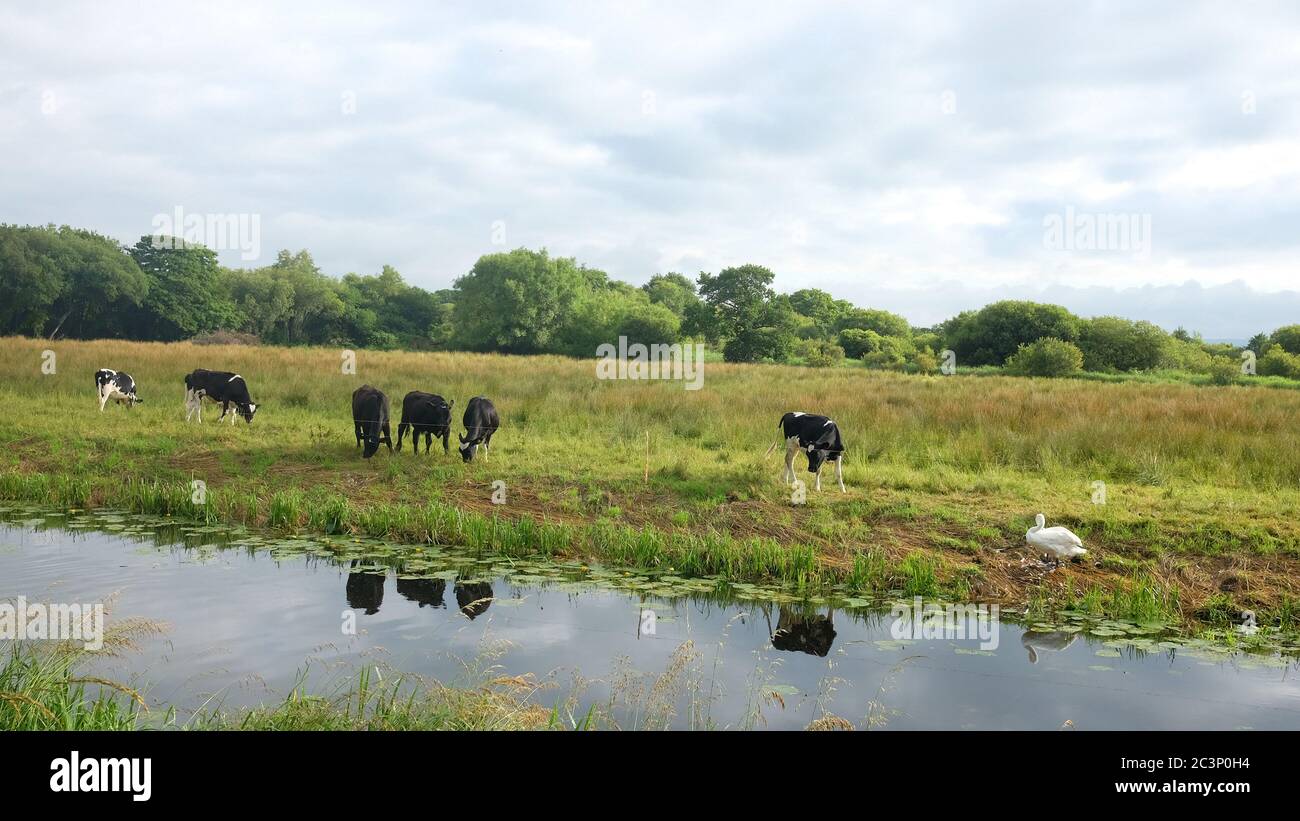 June 2020 - Livestock grazing on pasture on the Somerset levels Stock Photo