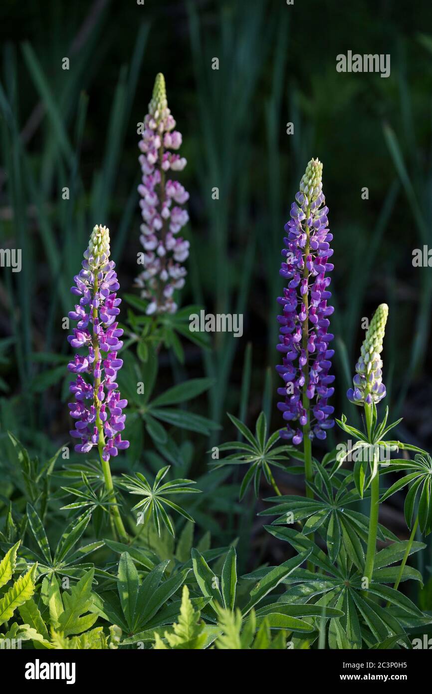 Lupinus polyphyllus (large-leaved lupine or big-leaved lupine Stock Photo