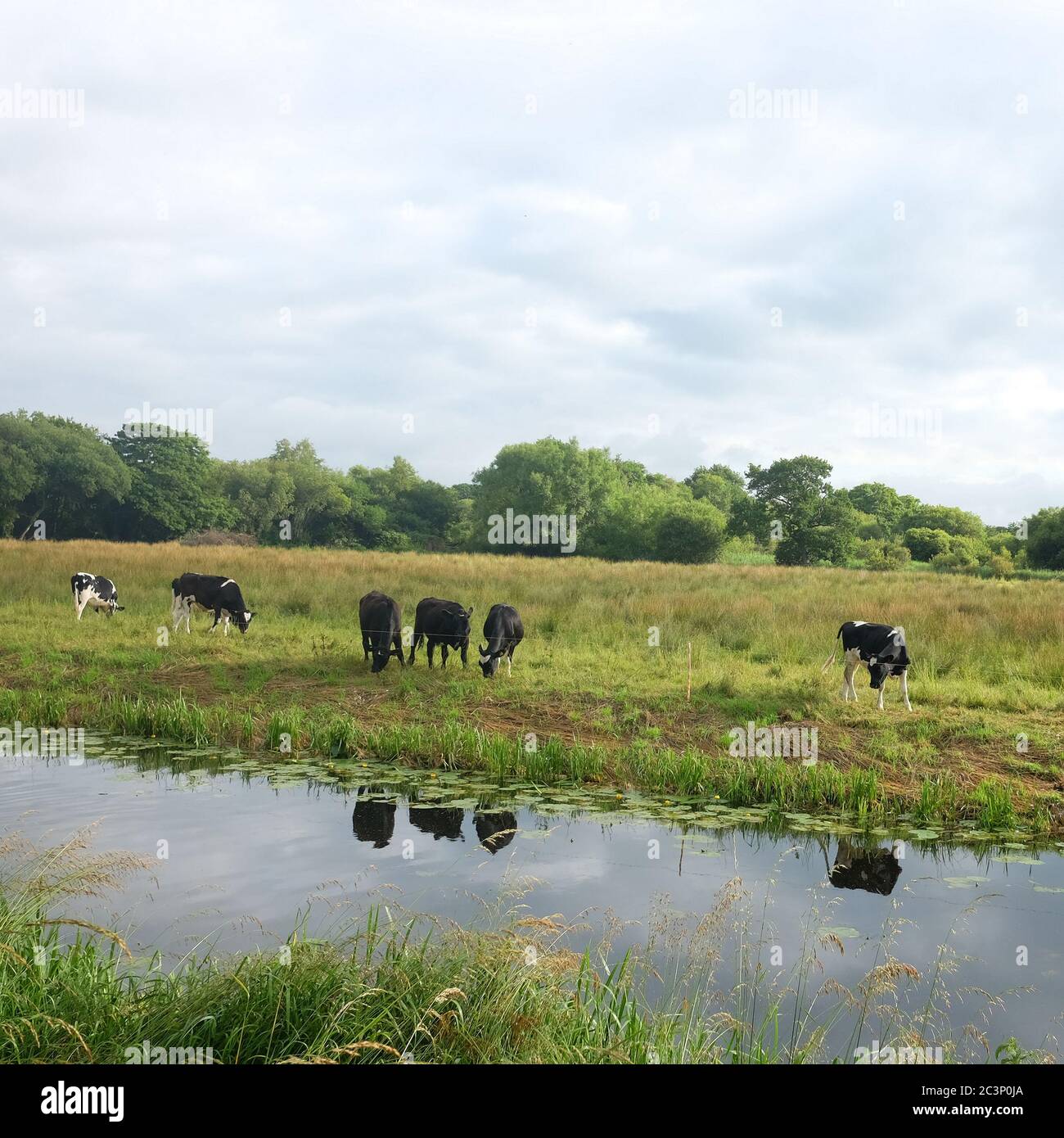 June 2020 - Livestock grazing on pasture on the Somerset levels Stock Photo