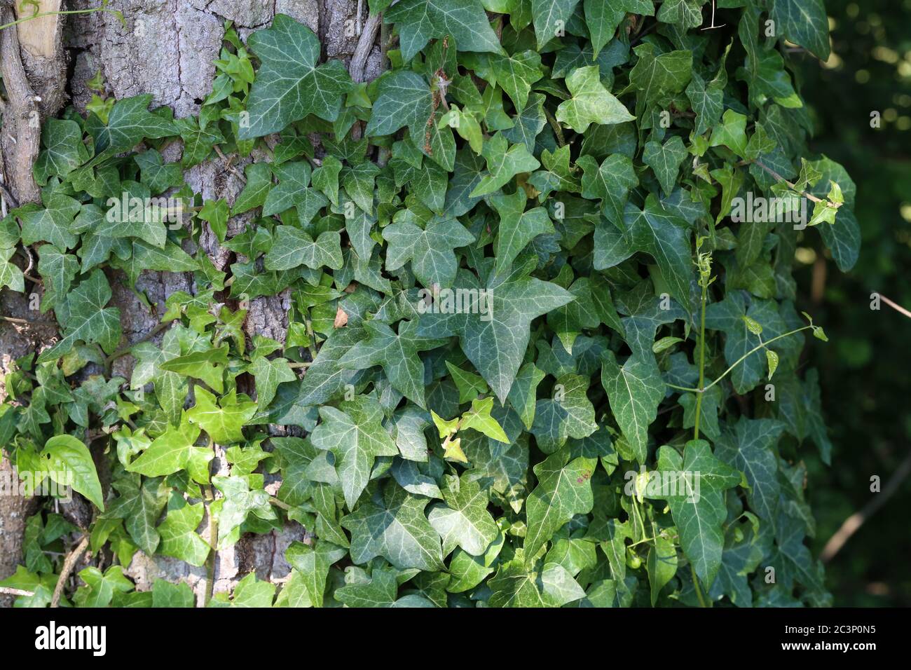 Ivy leaves growing thick on the tree Stock Photo