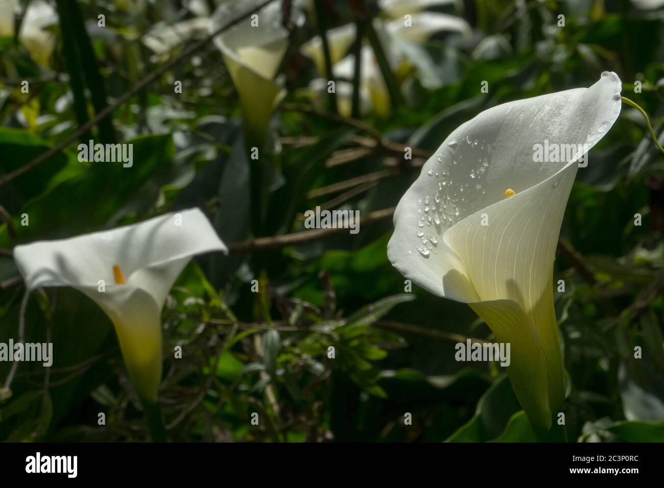 White calla lily flower and water drops Stock Photo Alamy
