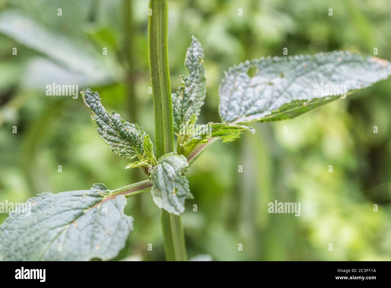 Winged square stem and leaves of Water Figwort / Scrophularia aquatica. Species likes wet and moist habitats. Medicinal plant used in herbal cures. Stock Photo