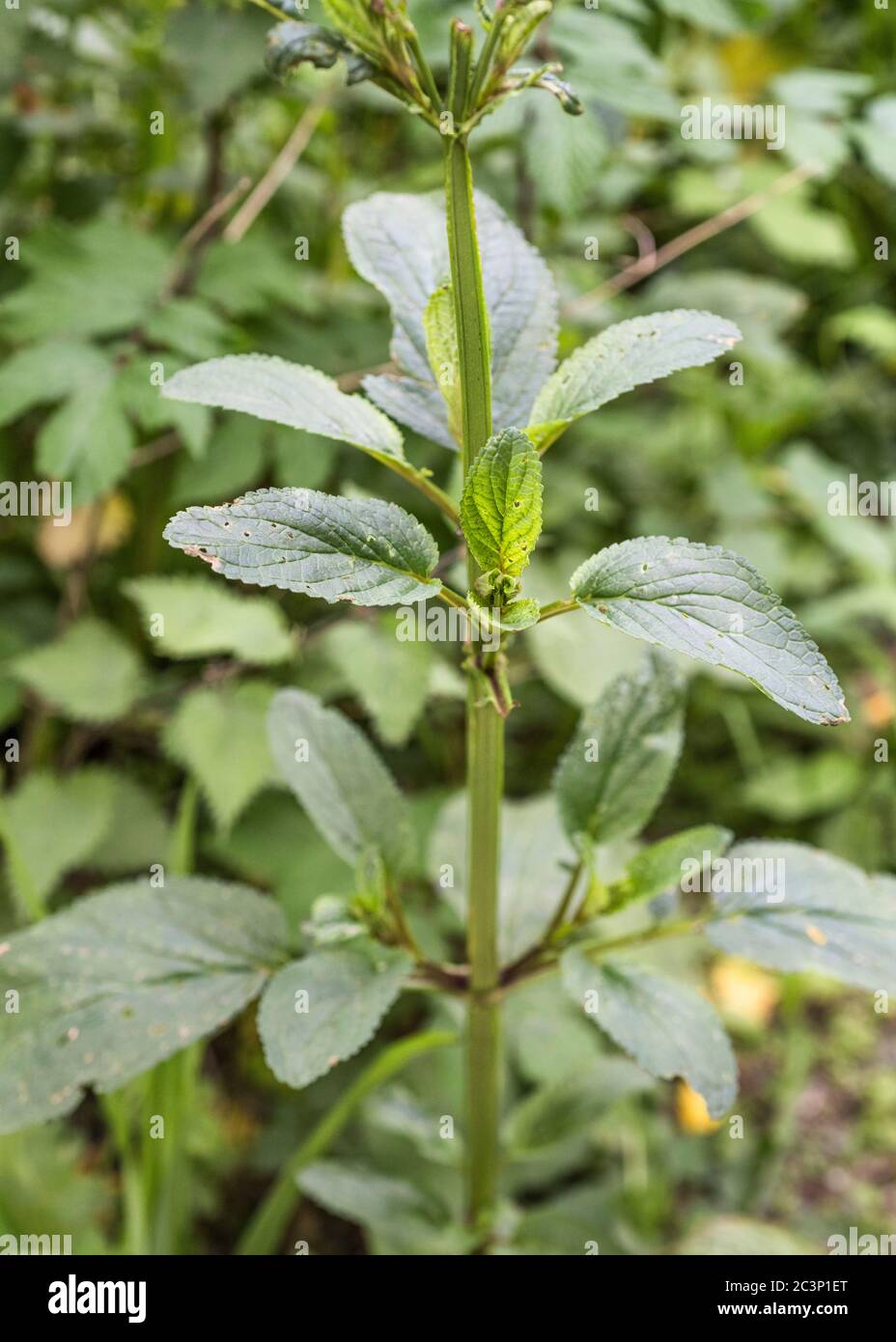 Winged square stem and leaves of Water Figwort / Scrophularia aquatica. Species likes wet and moist habitats. Medicinal plant used in herbal cures. Stock Photo
