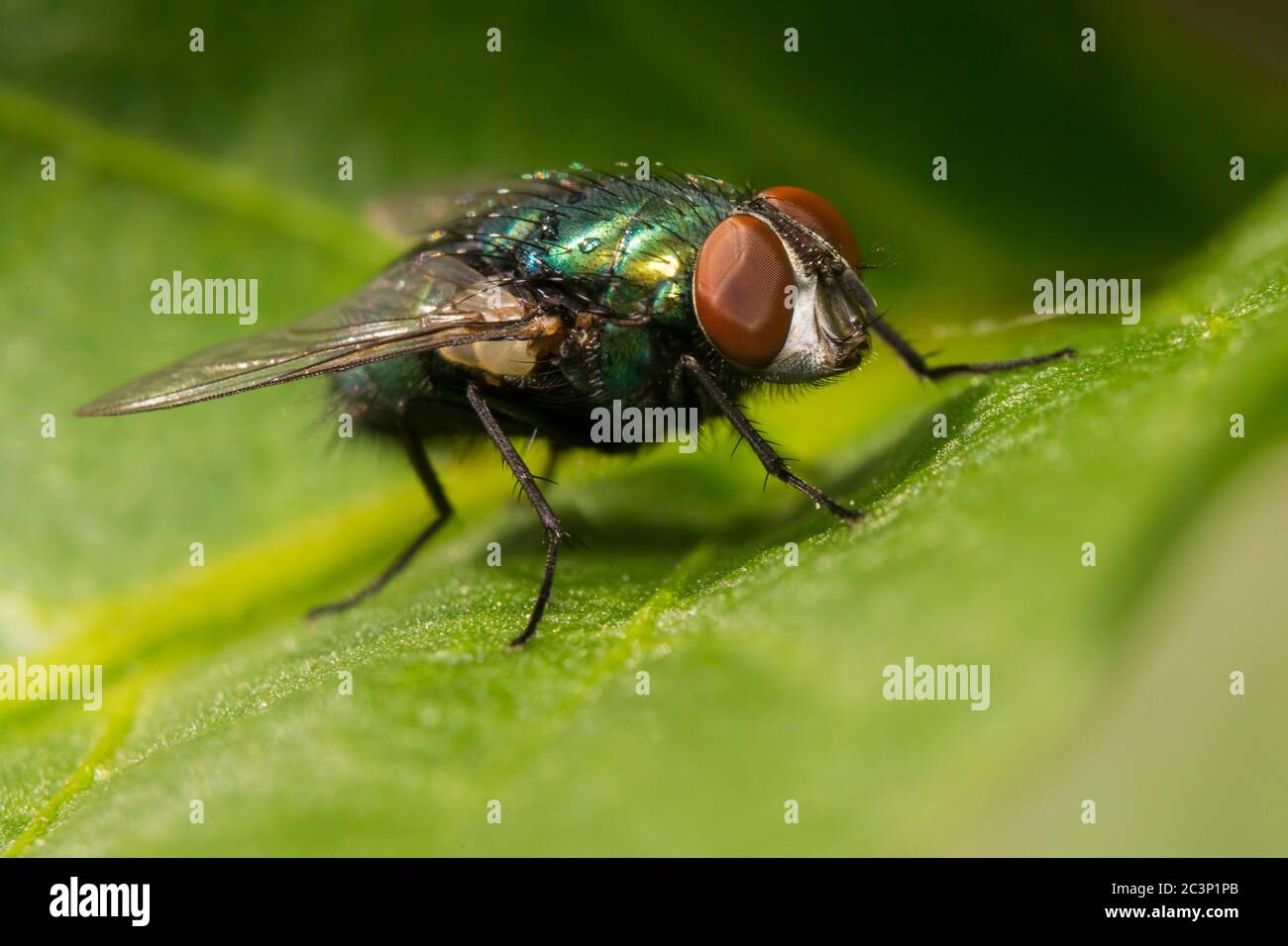 The common green bottle fly (Lucilia sericata) Stock Photo