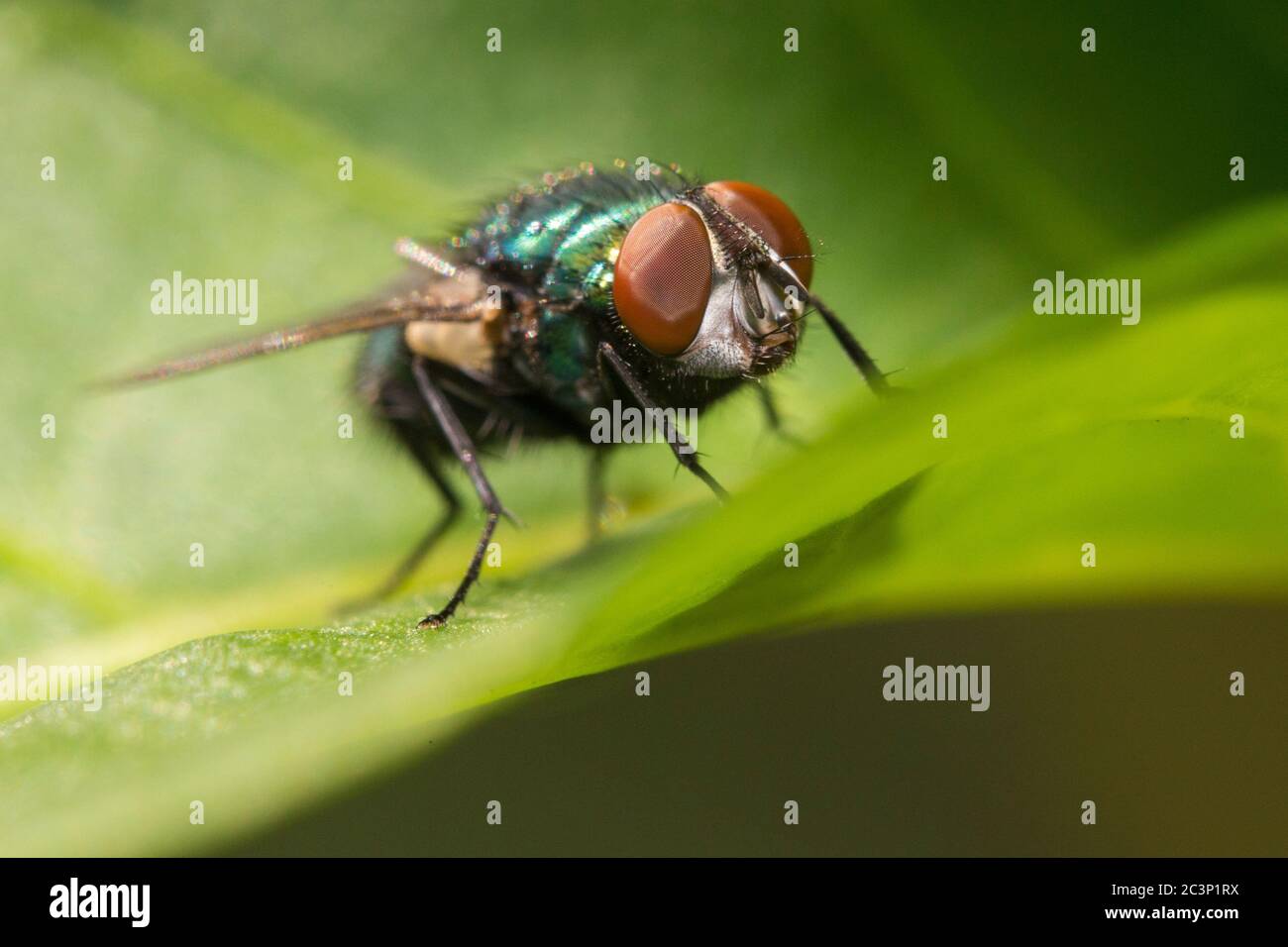 The common green bottle fly (Lucilia sericata Stock Photo - Alamy