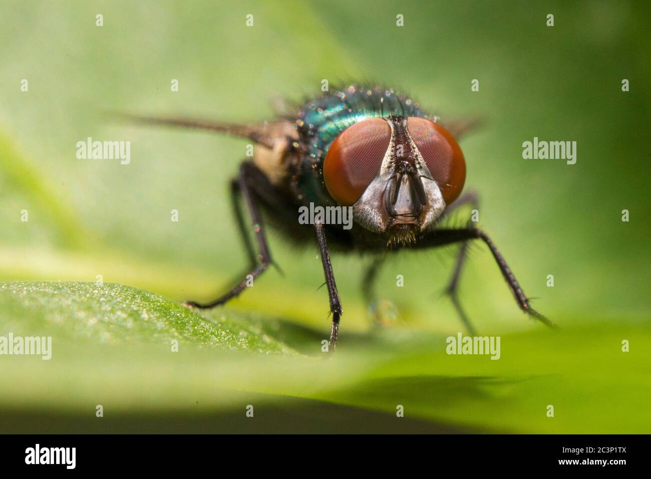The common green bottle fly (Lucilia sericata) Stock Photo