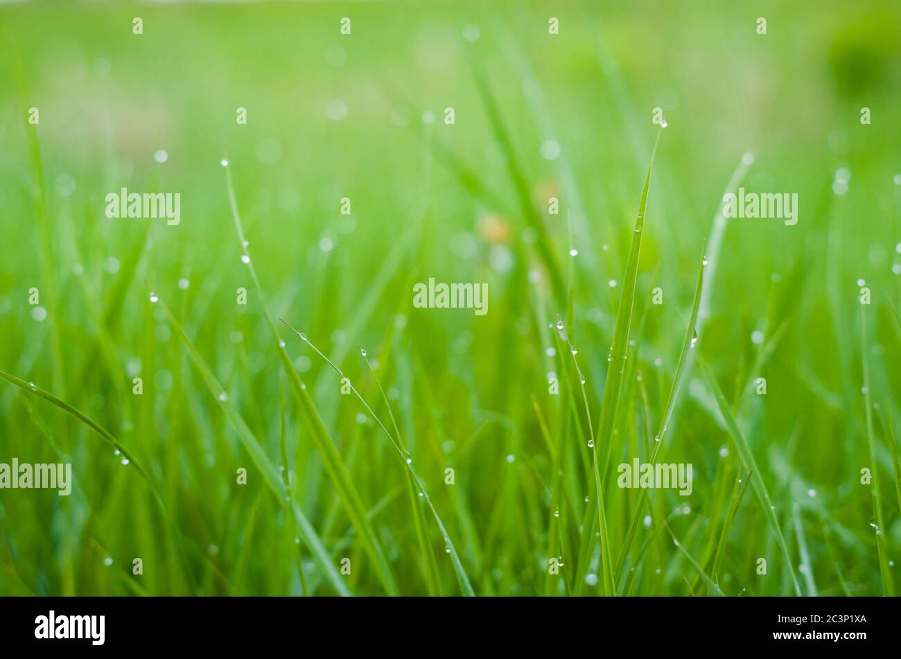 Green grass with dew drops Stock Photo - Alamy