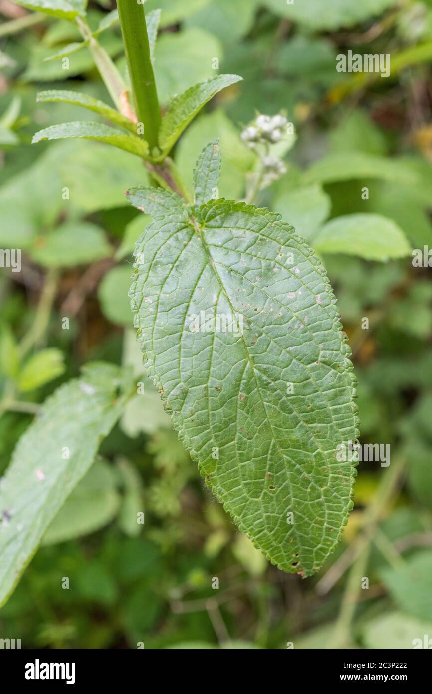 Leaf of Water Figwort / Scrophularia aquatica, a plant species that likes wet and moist habitats. Medicinal plant used in herbal cures. Stock Photo