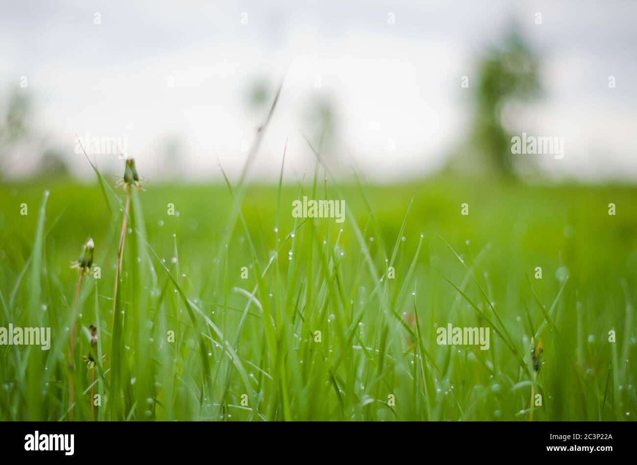 Green grass with dew drops Stock Photo - Alamy
