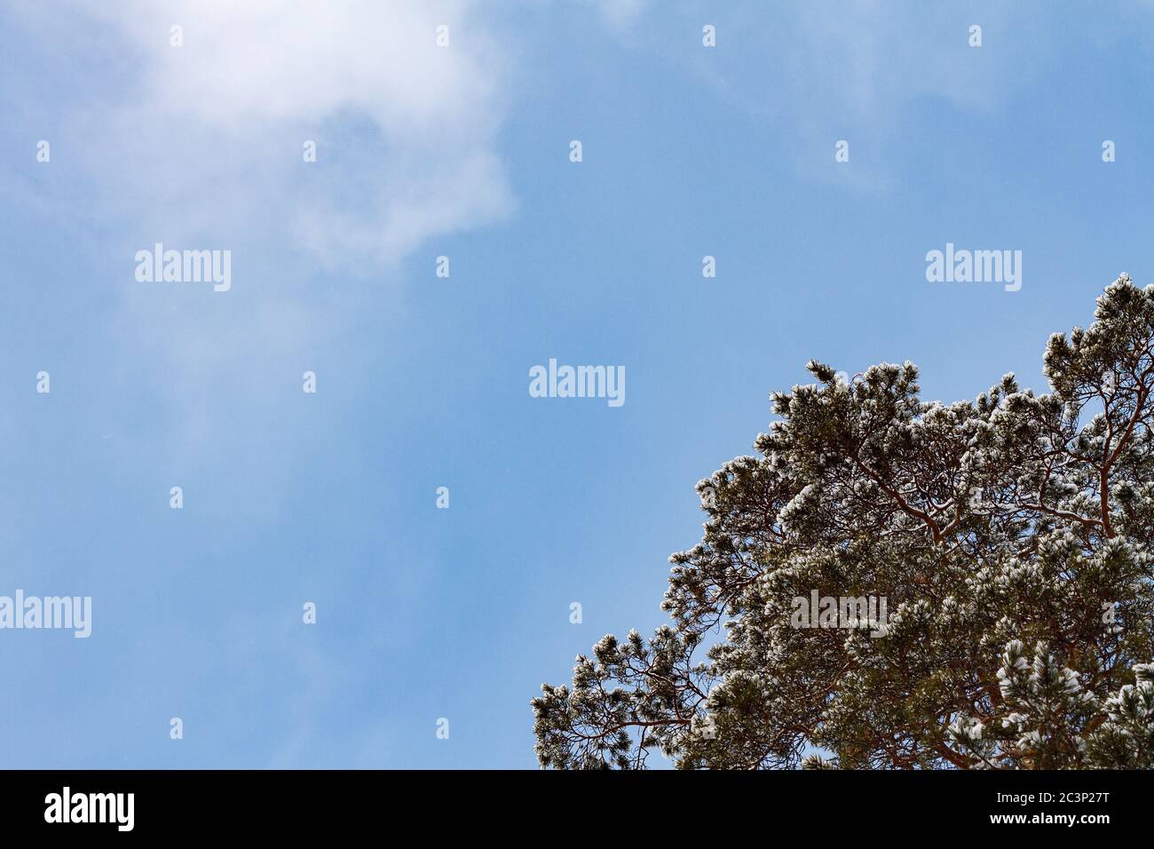 Fluffy snow branches pine-tree on the blue sky background. Free to text place Stock Photo