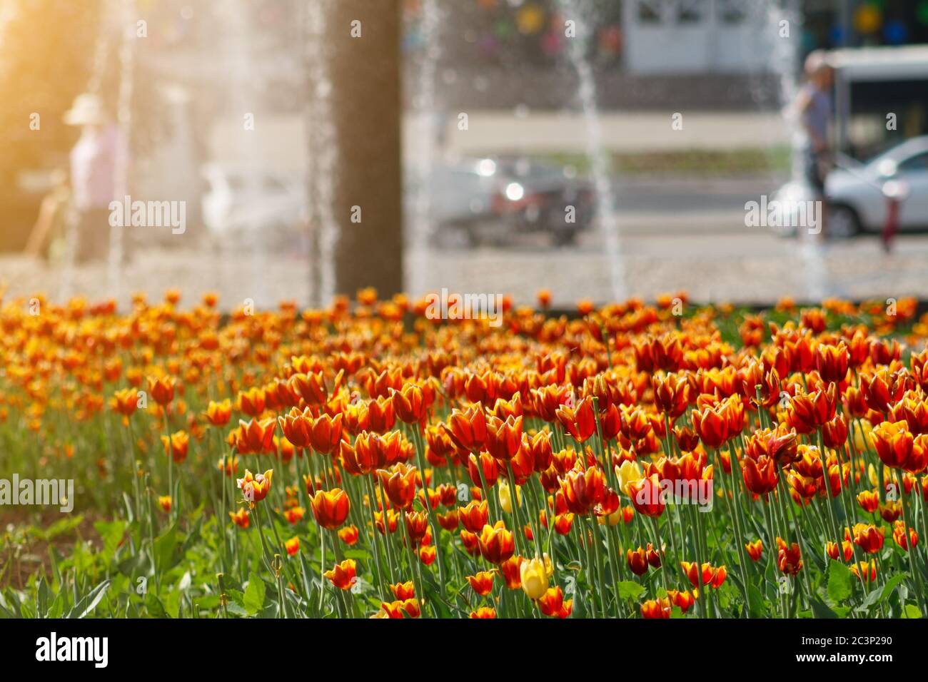 flowerbed with red and yellow tulips on background of city park with fountain Stock Photo