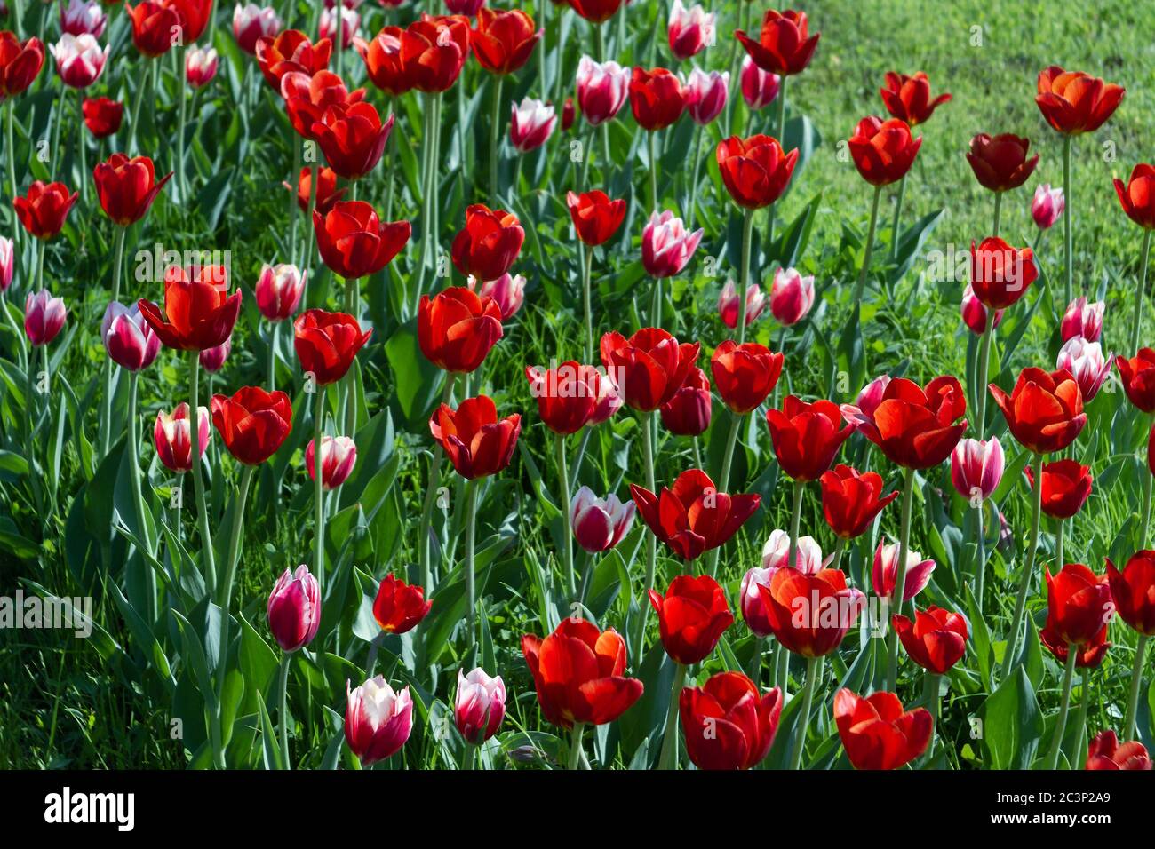 field of red and white tulips. spring flowers on sunny day Stock Photo