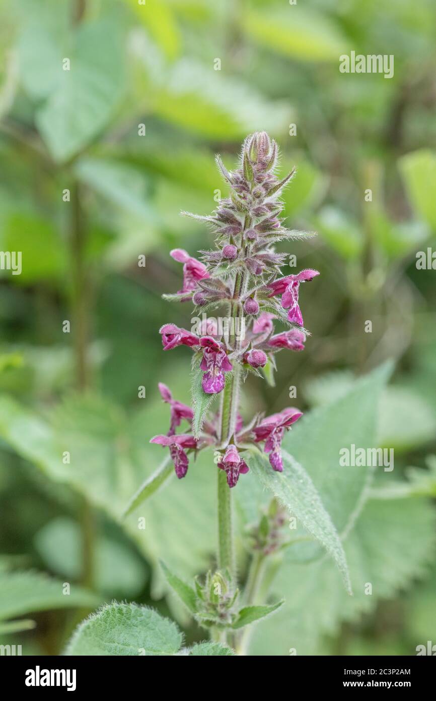 Purple flowering spike of Hedge Woundwort / Stachys sylvatica in hedgerow. Formerly used as a medicinal plant in herbal remedies. Stock Photo