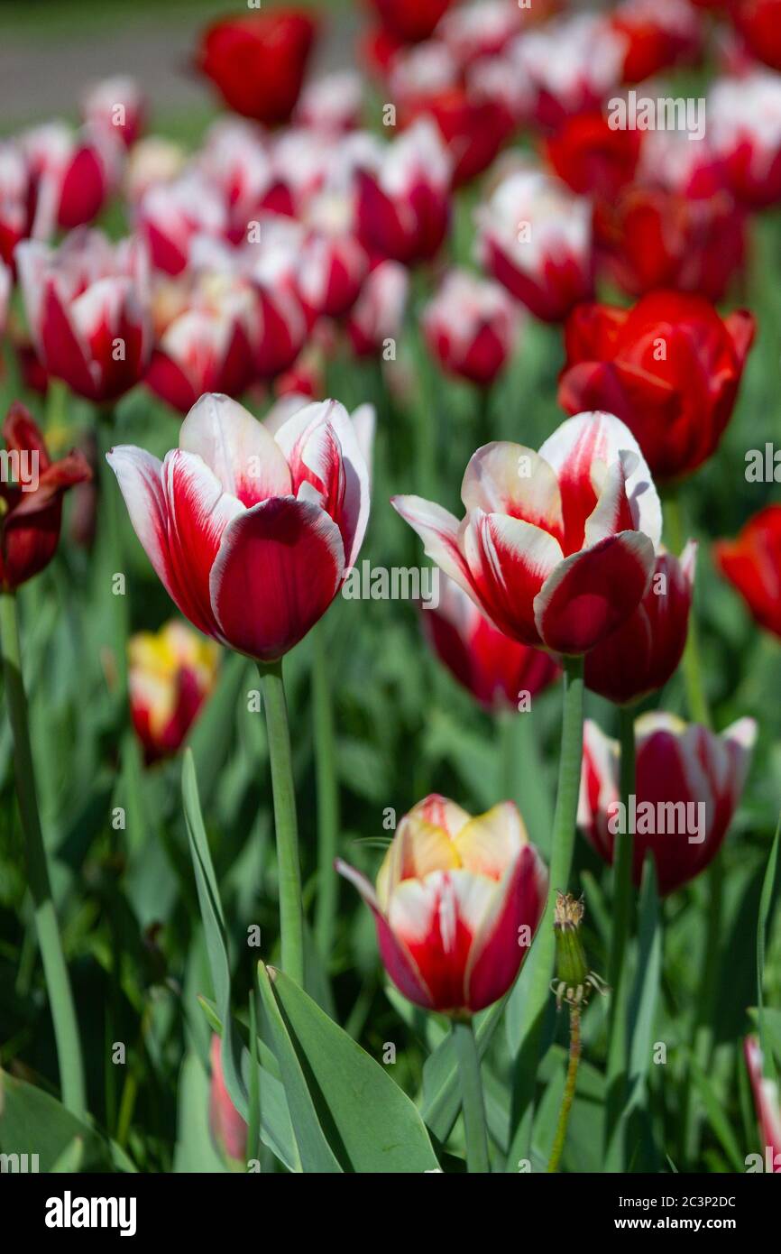 red and white tulips on sunny spring day, selective focus Stock Photo