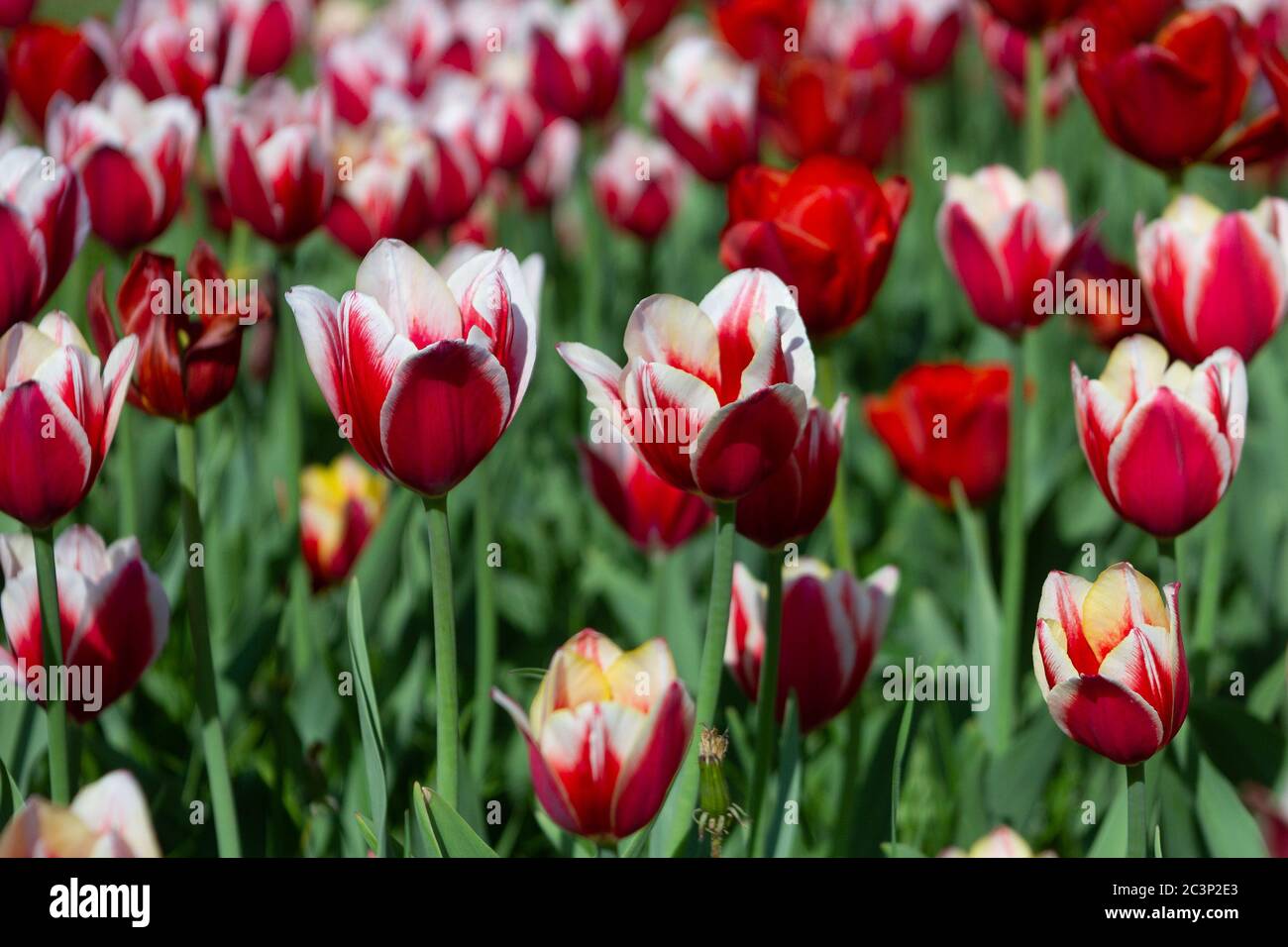 red and white tulips on sunny summer day, selective focus Stock Photo