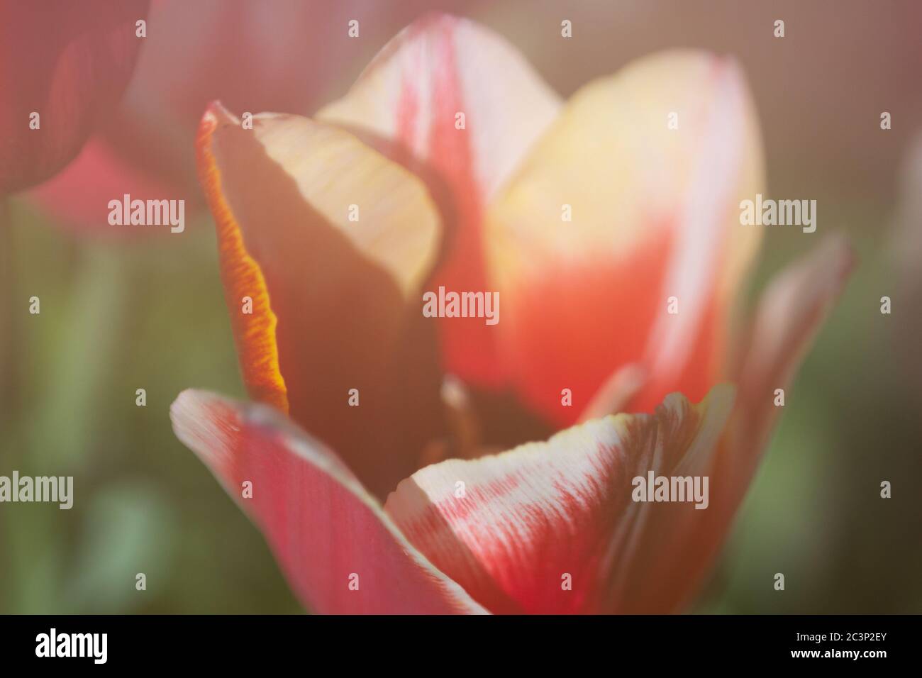 closeup of a red tulip, soft focus, blurred background Stock Photo