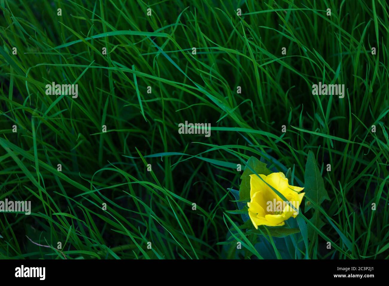 one yellow tulip among green grass. top view Stock Photo - Alamy