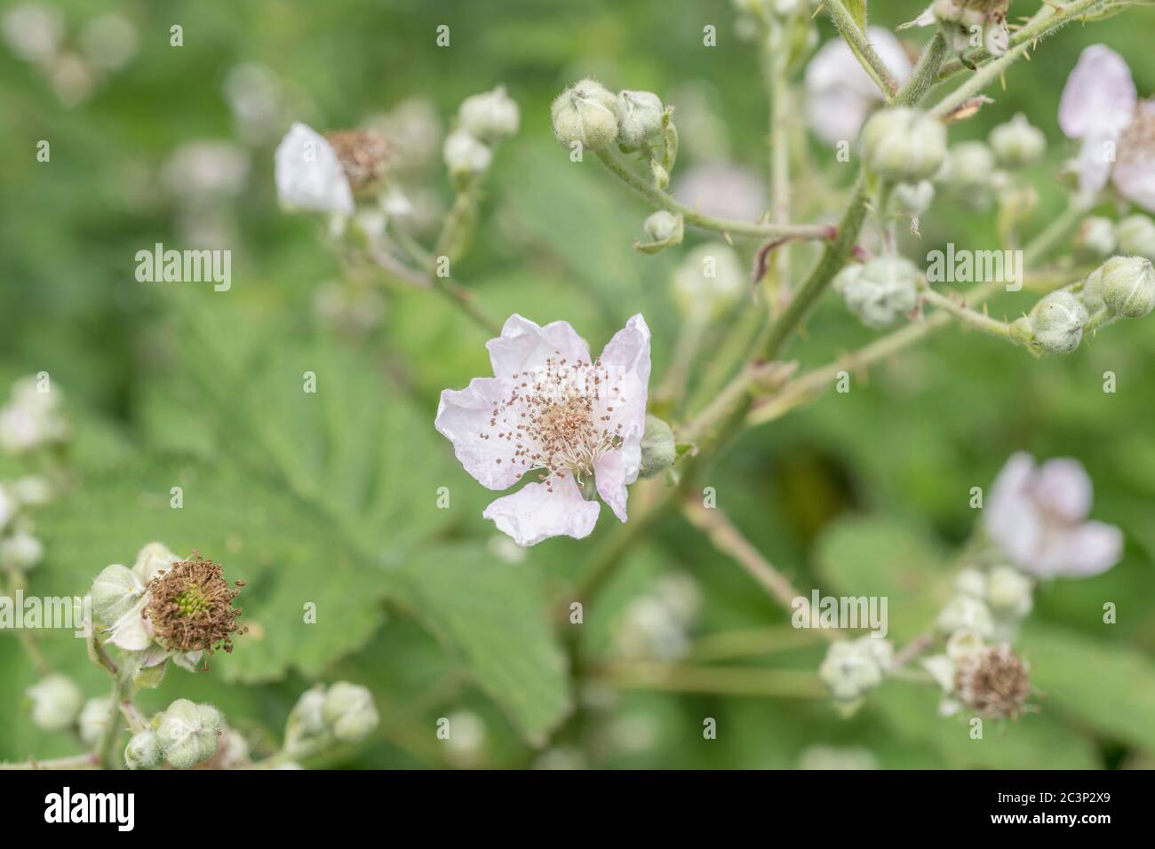 Pinky-white flower & flower buds of Bramble / Rubus fruticosus in UK hedgerow. Source of blackberries, obviously, and once used as a medicinal plant. Stock Photo