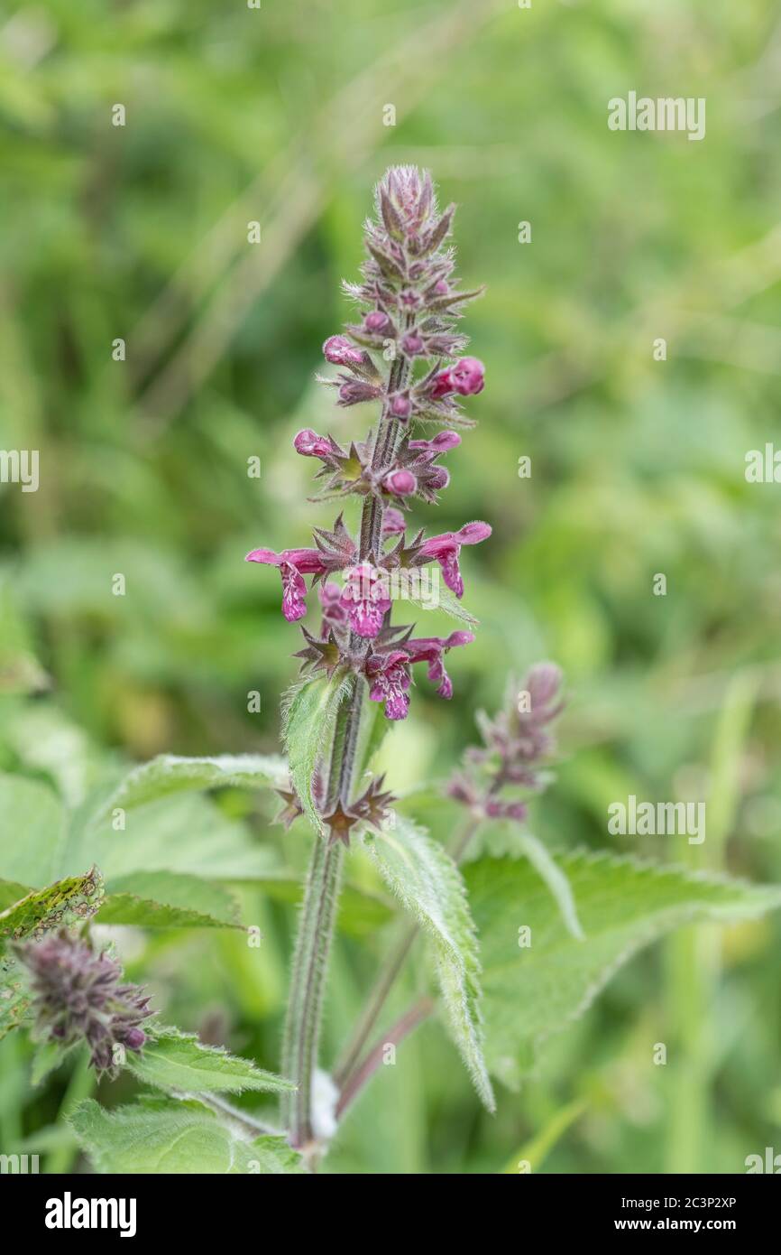 Purple flowering spike of Hedge Woundwort / Stachys sylvatica in hedgerow. Formerly used as a medicinal plant in herbal remedies. Stock Photo