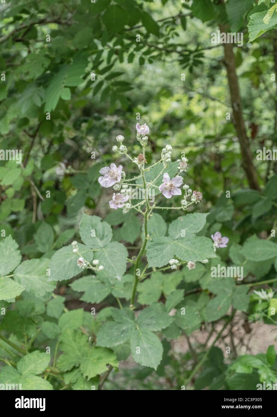Pinky-white flower & flower buds of Bramble / Rubus fruticosus in UK hedgerow. Source of blackberries, obviously, and once used as a medicinal plant. Stock Photo