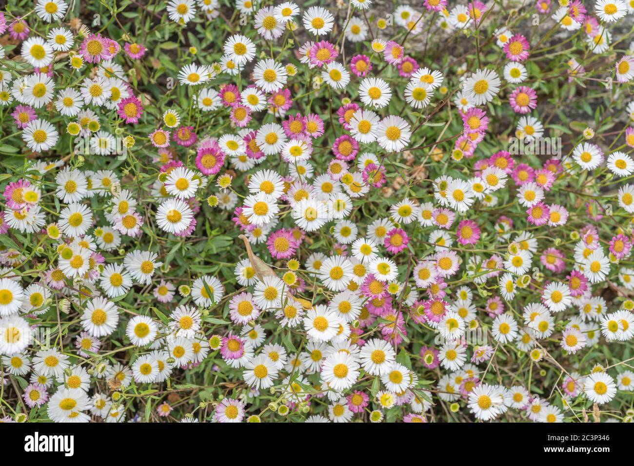 Patch of Mexican Fleabane, Spanish Daisy / Erigeron karvinskianus flowers. Invasive plant species in some countries. Medicinal plant in India. Stock Photo