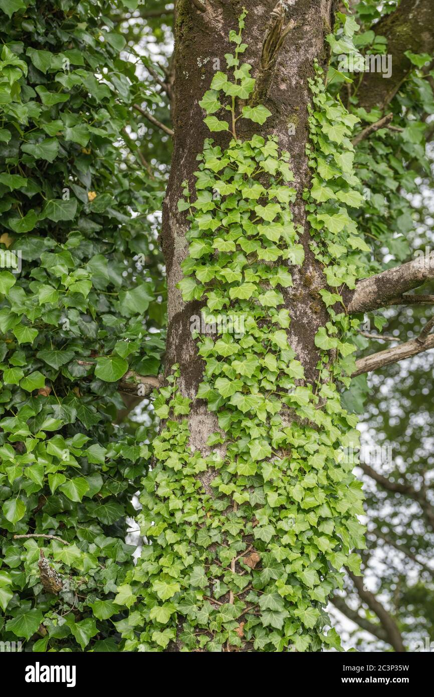 Climbing ivy - Common Ivy / Hedera helix growing on trunk of a medium size tree. Concept creeping ivy. Medicinal plant once used in herbal medicine. Stock Photo