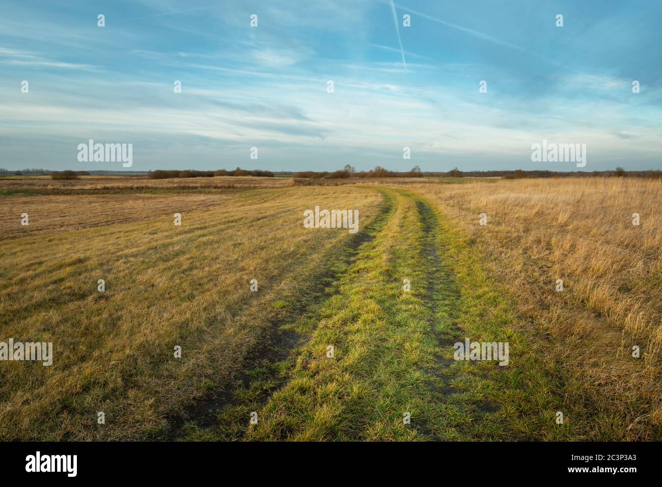 A grassy road, meadows with dry grasses and evening blue sky Stock Photo