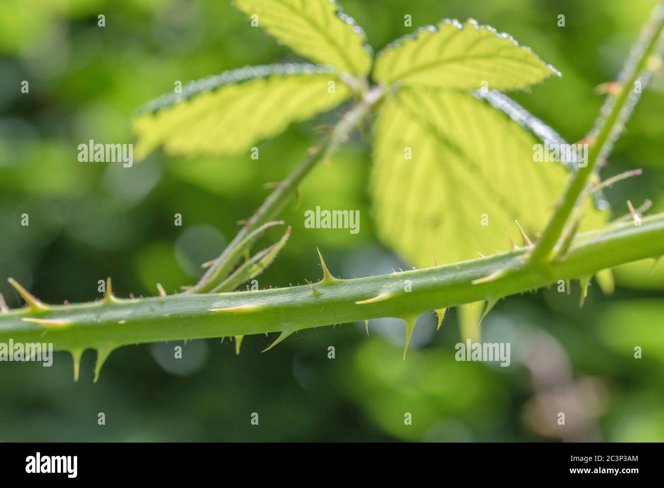 Close-up shot of a Bramble / Rubus fruticosus stem, or came, showing sharp thorns / prickles. For sharp, plant defences, painful, prickly personality. Stock Photo