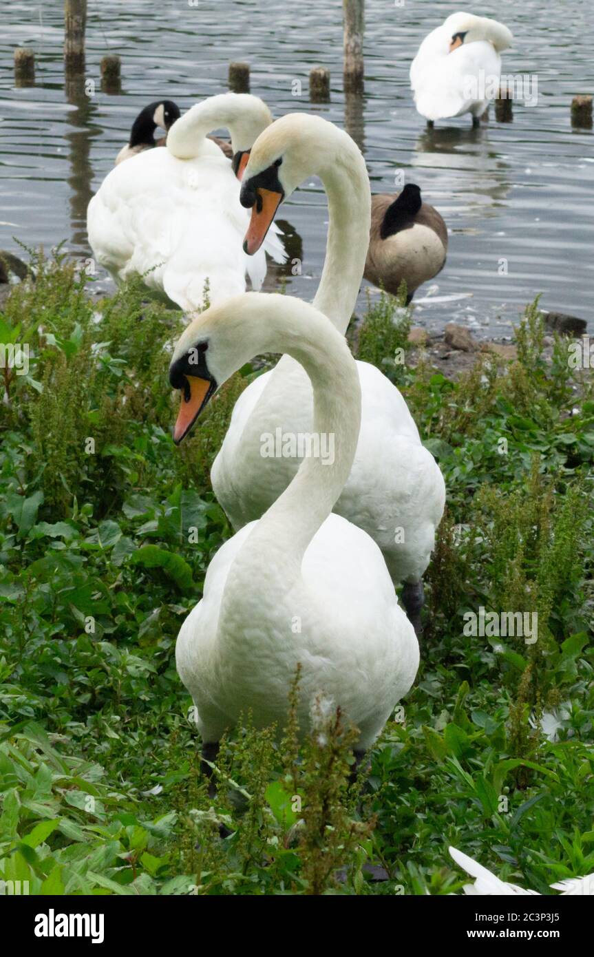 Two mute swans on grass walking together - companions companionship friends friendship - Cygnus olor - anatidae bird waterfowl flock Stock Photo