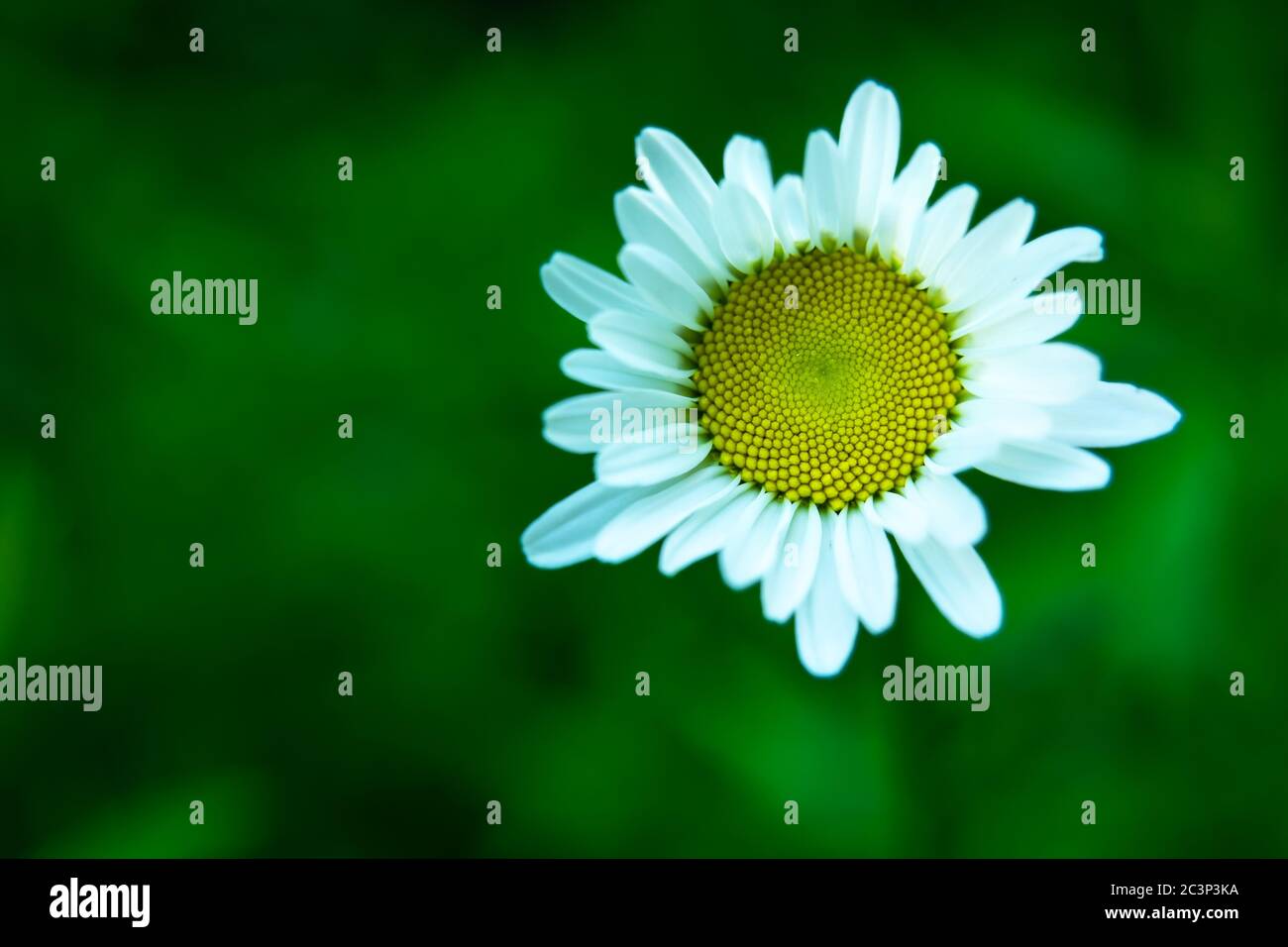 White camomile flower on the close-up and green background, summer view Stock Photo