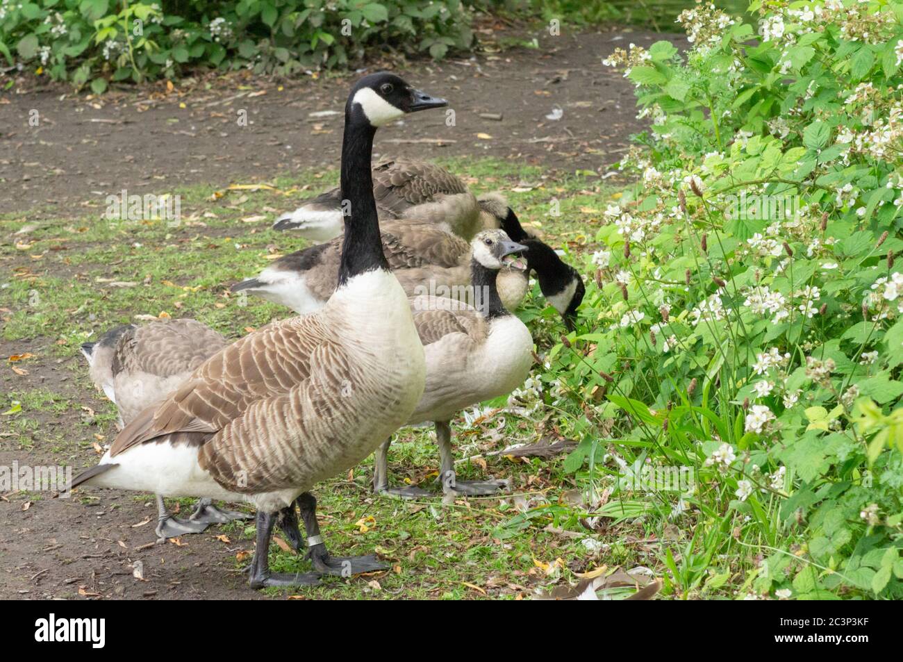 Canada goose plumas unified hot sale