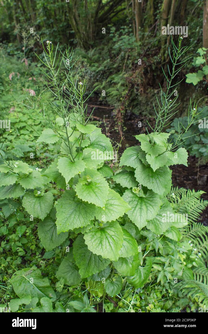 Forming seed pods of Hedge Garlic / Alliaria petiolata growing by stream. Leaves have garlic flavour, may be eaten, & once used in herbal medicine. Stock Photo