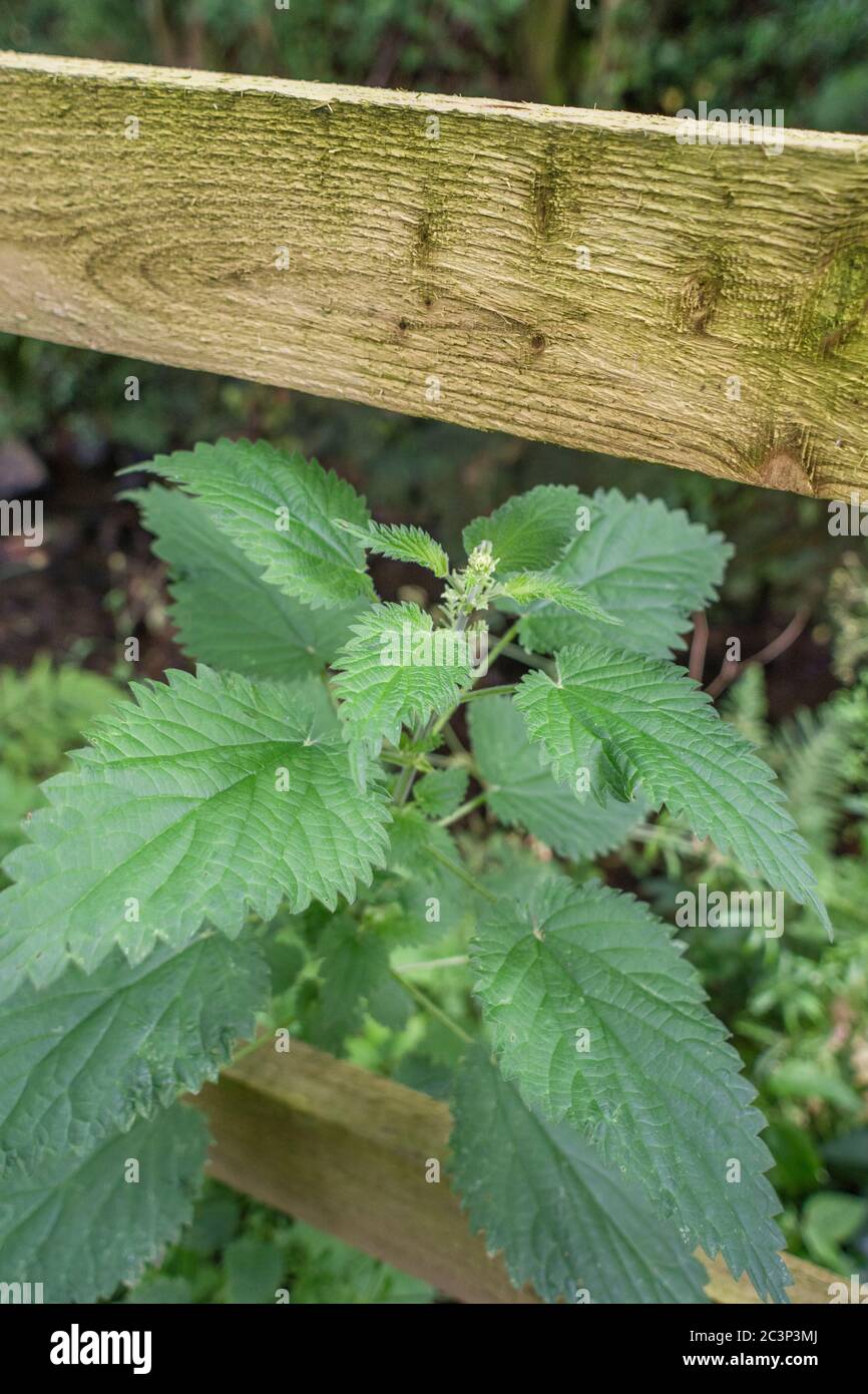 Leaves of common Stinging Nettle / Urtica dioica by wooden fence. Well