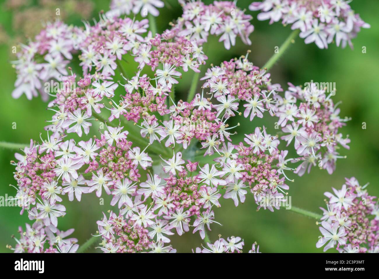 Flowers and flower buds of Hogweed / Cow Parsnip - Heracleum sphondylium. Good example of Umbellifer flower cluster shape. The sap blisters skin. Stock Photo