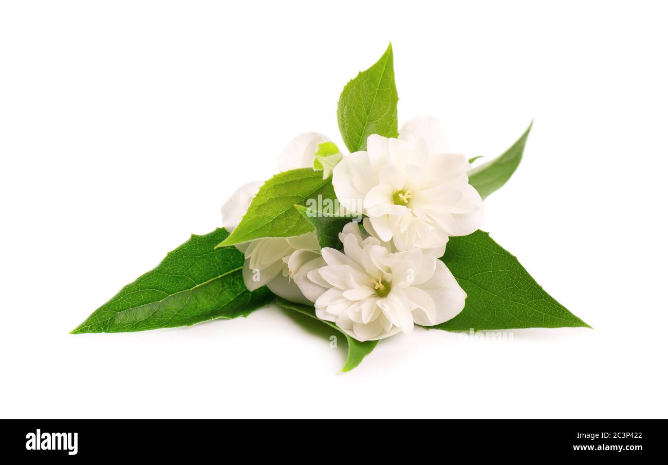 Jasmine flowers isolated on white background. Jasmine branch Stock