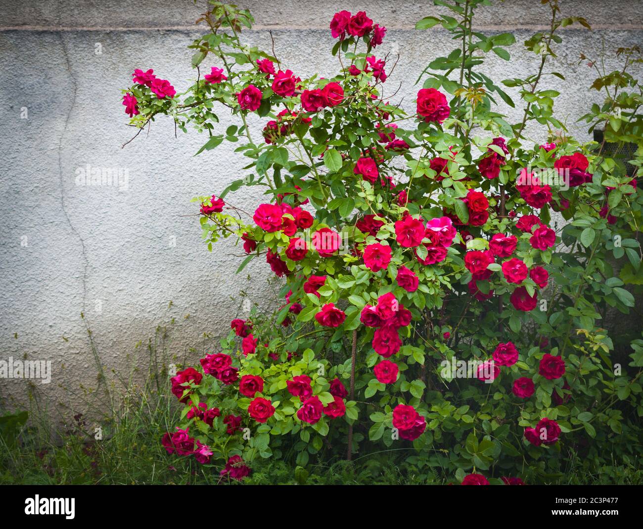 Red roses near a cracked wall Stock Photo Alamy