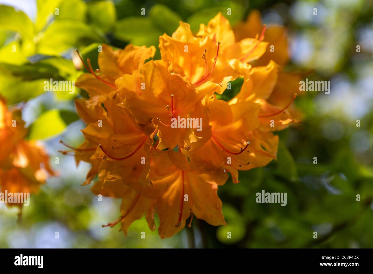 Yellow flowers of Rhododendron Ghent Unique Stock Photo