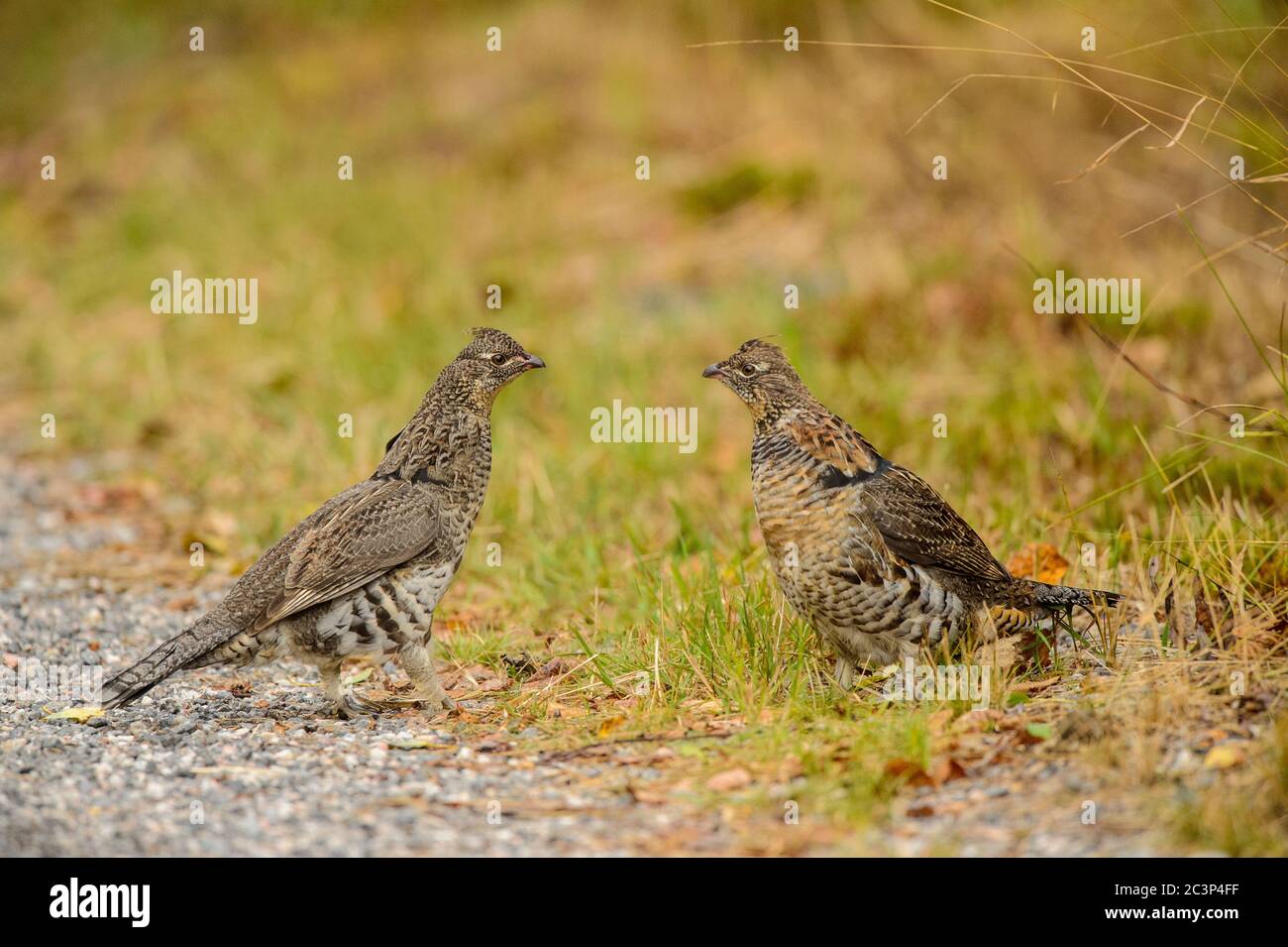 Ruffed grouse (Bonasa umbellus) Two individuals confronting one another in early autumn, Greater Sudbury, Ontario, Canada Stock Photo