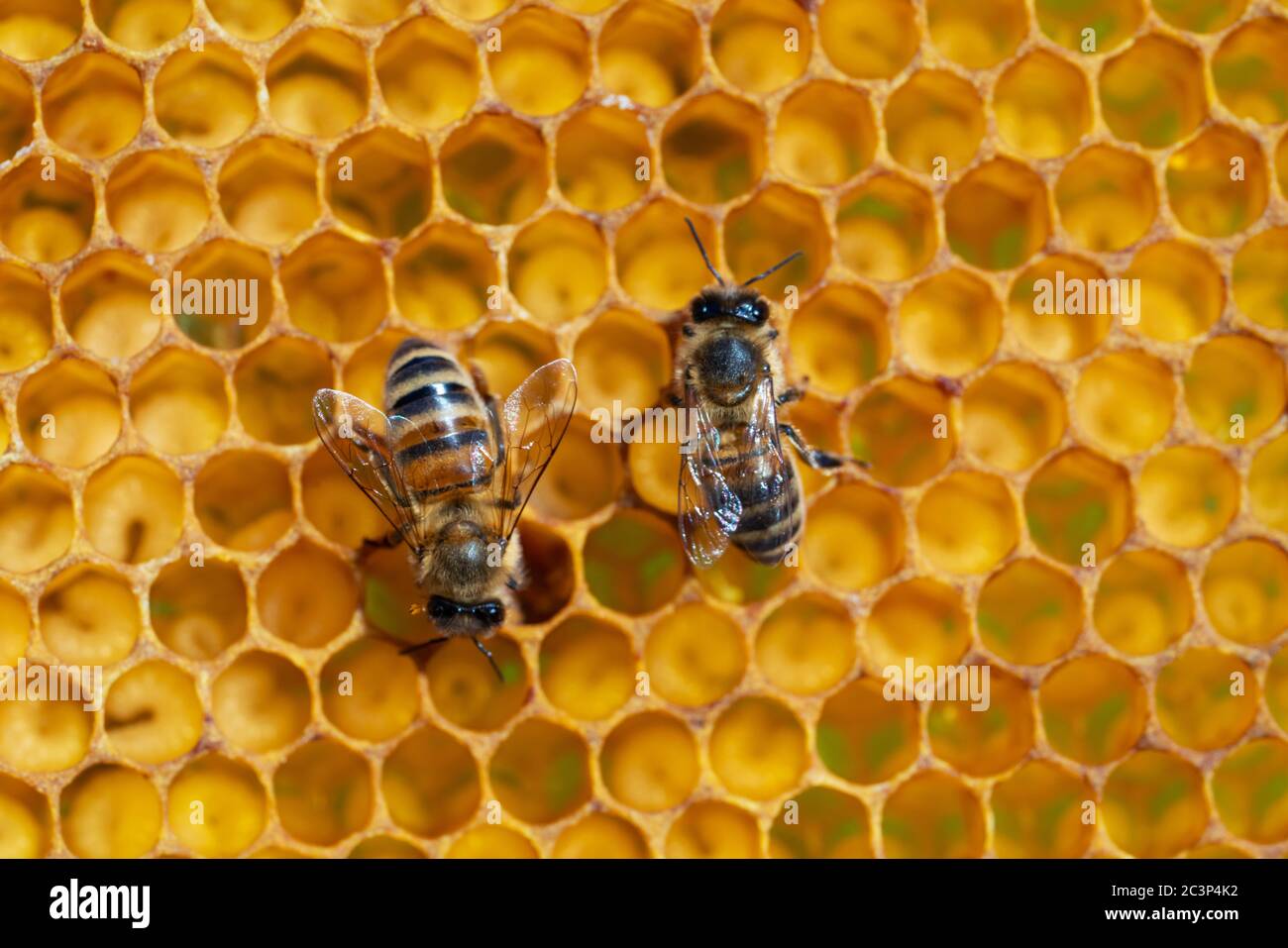 Honey bee up close on hive hi-res stock photography and images - Alamy
