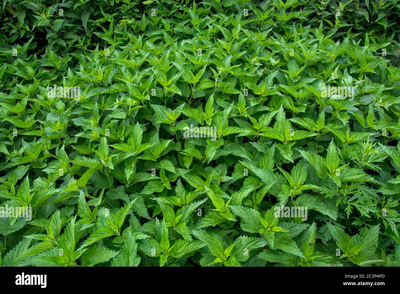 A nice big bush of young nettles. Nettle is a plant that is often used in the diet of both humans and animals. Stock Photo