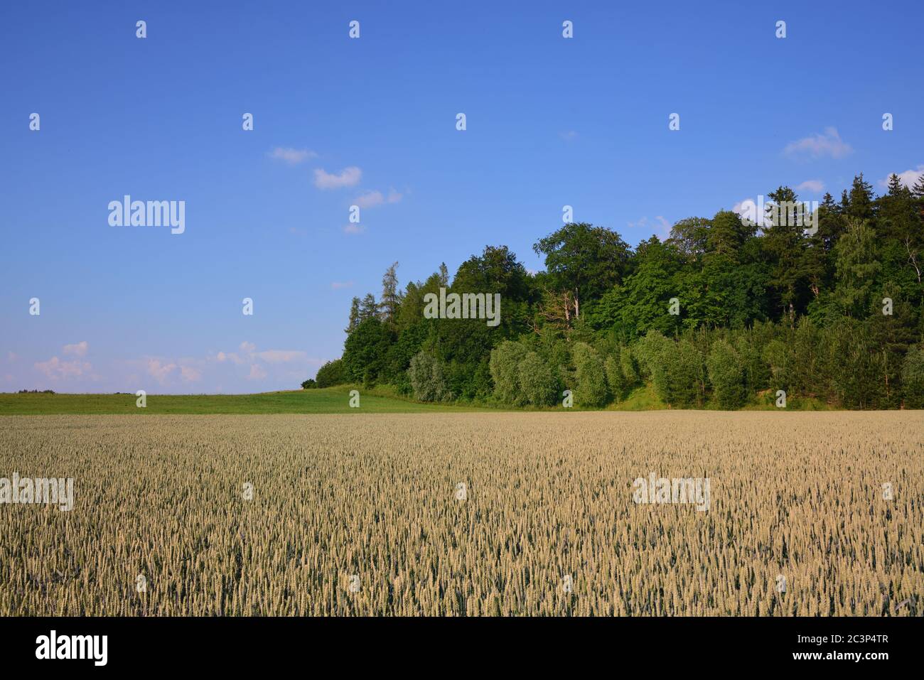 Romantic landscape with a ripe grain field in front of trees and a blue sky Stock Photo