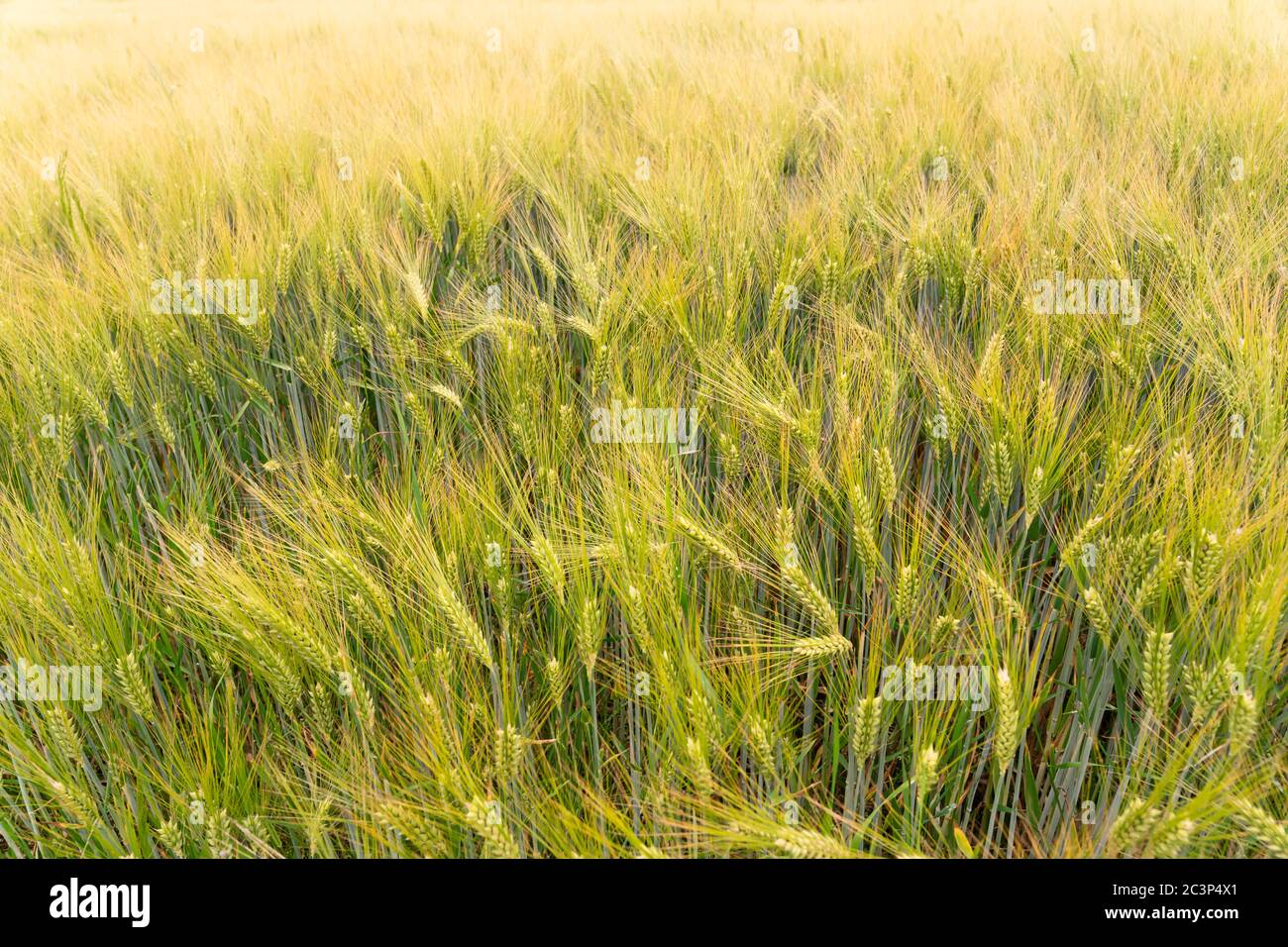 Golden barley (Hordeum vulgare) growing on a field. Dreamy, shallow