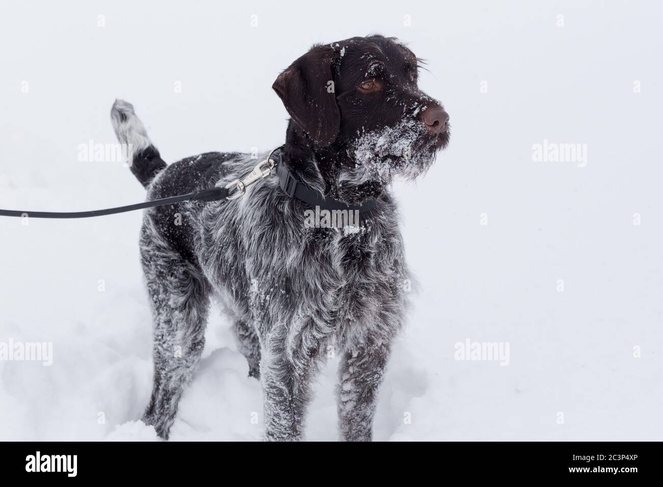 Cute deutsch drahthaar is standing on a white snow in the winter park. Pet animals. Purebred dog. Stock Photo